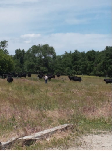 2013 Lau Angus Sale